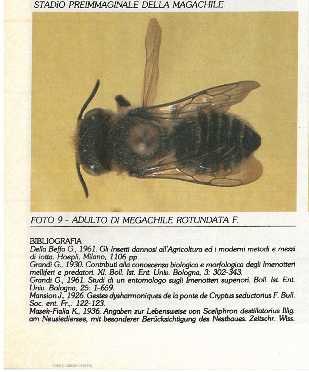 nidi insetti api/vespe/calabroni: cfr. Osmia sp. (Apidae Megachilinae)